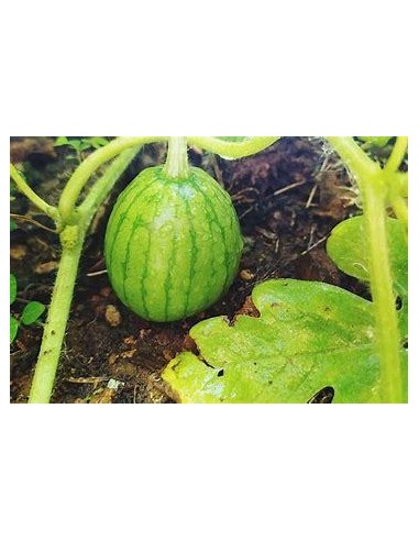 30 SEMILLAS DE SANDIA GIANT STAR PARA CLIMAS...