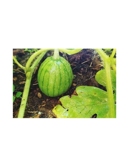 30 SEMILLAS DE SANDIA GIANT STAR PARA CLIMAS TROPICALES 100% ORGANICA
