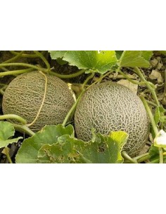 30 SEMILLAS DE MELON...