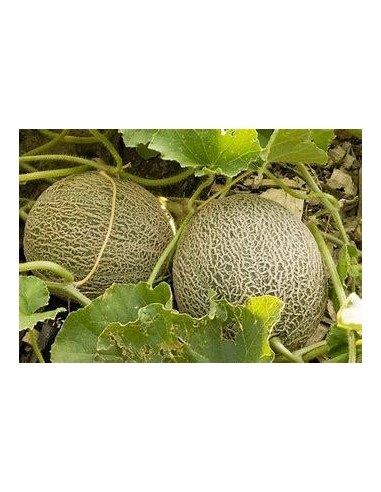 30 SEEDS OF VERACRUZ CRIOLLO MELON (CUCUMIS SP) ENDEMIC RIB MELON AND HEIRLOOM MELON