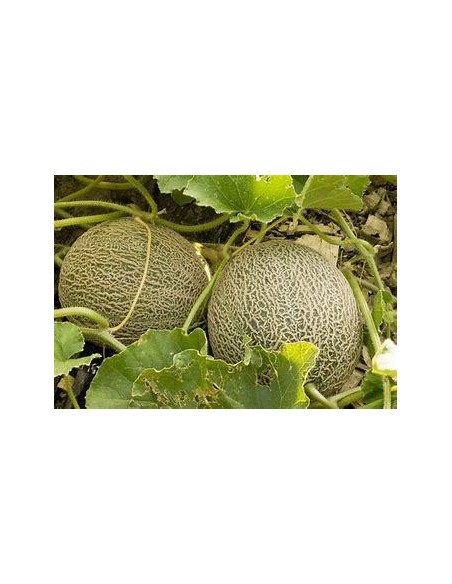 30 SEEDS OF VERACRUZ CRIOLLO MELON (CUCUMIS SP) ENDEMIC RIB MELON AND HEIRLOOM MELON