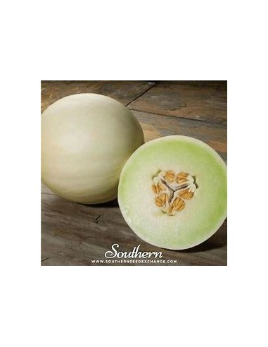 30 GREEN HONEY MELON SEEDS - ORGANIC FOR HOT CLIMATES