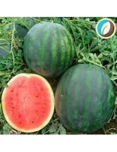 30 PERSONAL WATERMELON...