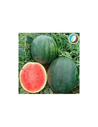 30 PERSONAL WATERMELON SEEDS - 100% MEXICAN SUGAR 99% SHIPPING TO ALL MEXICO SEEDS AND PLANTS