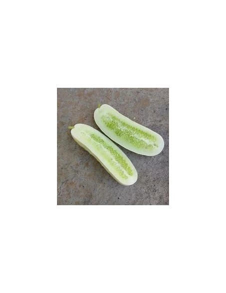 20 SEMILLAS DE PEPINO BLANCO MEXICANO (CUCUMIS SATIVUS) RARO PEPINO CRIOLLO