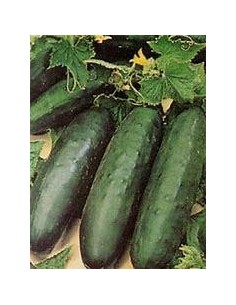 50 SEMILLAS DE PEPINO VERDE...