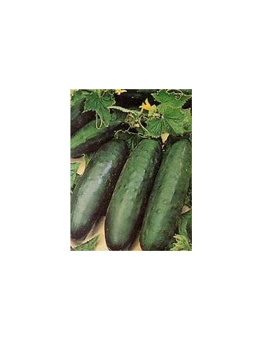 50 SEEDS OF GREEN CUCUMBER BLACK (CUCUMIS SATIVUS F2) SAY NO TO GMOS