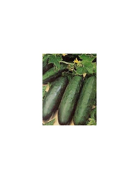 50 SEMILLAS DE PEPINO VERDE BLACK (CUCUMIS SATIVUS F2) DI NO A LOS TRANSGENICOS