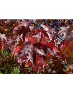 1 Liquidambar styraciflua - Arbolito muy parecido al Maple, Para bonsai o Jardin - The green Shop 2