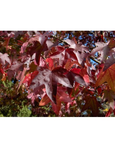 1 sweet gum tree (Liquidambar styraciflua) Live plants - Nursery plants