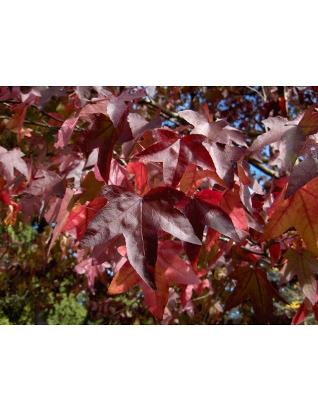 1 sweet gum tree (Liquidambar styraciflua) Live plants - Nursery plants