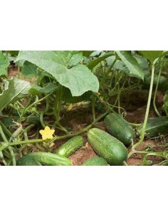 50 SEEDS OF GREEN CUCUMBER... 2
