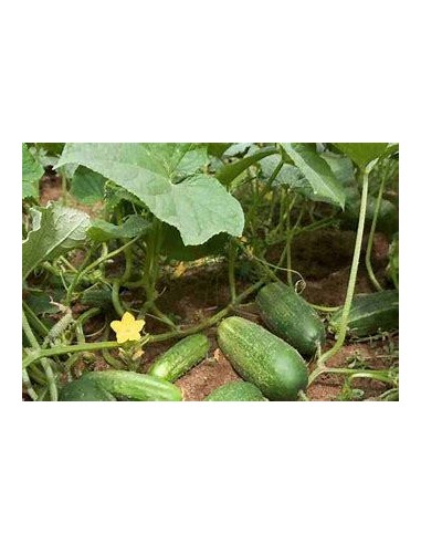 50 SEMILLAS DE PEPINO VERDE BLACK (CUCUMIS...