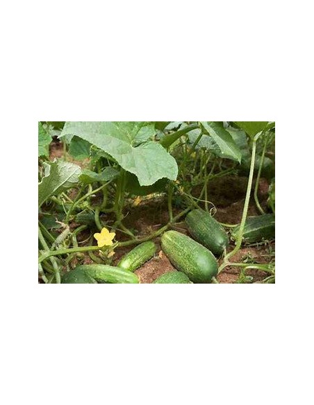 50 SEMILLAS DE PEPINO VERDE BLACK (CUCUMIS SATIVUS F2) DI NO A LOS TRANSGENICOS