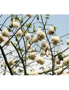 30 SEEDS OF POCHOTA ARBOL...