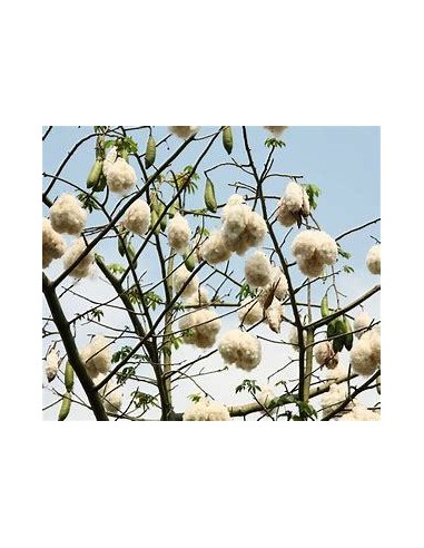 30 SEEDS OF POCHOTA ARBOL DE LOS MAYAS (CEIBA SP) ORIGINAL DE VERACRUZ