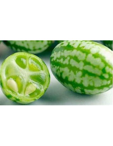 20 SEED OF MINI WATERMELON MOUSE RARE MINIATURE WATERMELON FOR KIDS ORGANIC VINE