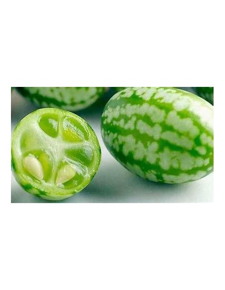 20 SEED OF MINI WATERMELON MOUSE RARE MINIATURE WATERMELON FOR KIDS ORGANIC VINE