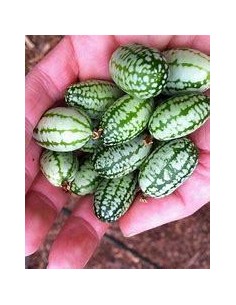 20 SEED OF MINI WATERMELON... 2