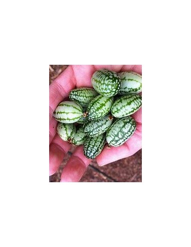 20 SEMILLA DE MINI SANDÍA RATÓN RARA SANDIA...