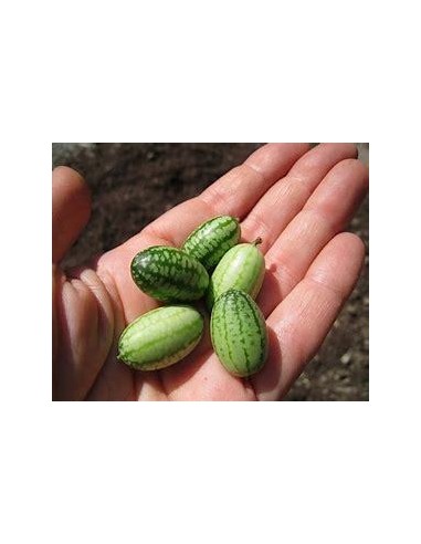 20 SEED OF MINI WATERMELON MOUSE RARE MINIATURE...