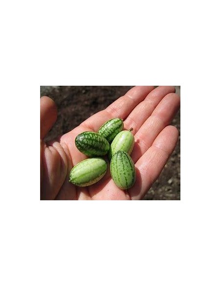 20 SEMILLA DE MINI SANDÍA RATÓN RARA SANDIA MINIATURA PARA LOS NIÑOS ENREDADERA ORGANICAS