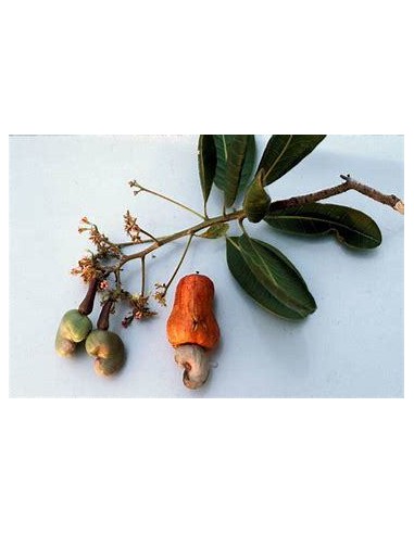 10 SEEDS OF RED CASHEW (ANACARDIUM OCCIDENTALE)