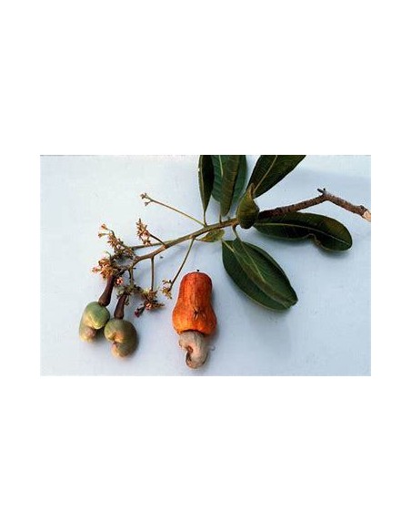 10 SEEDS OF RED CASHEW (ANACARDIUM OCCIDENTALE)