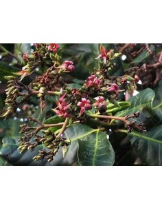 10 SEMILLAS DE MARAÑON ROJO... 2