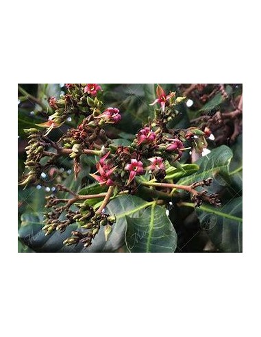 10 SEEDS OF RED CASHEW (ANACARDIUM OCCIDENTALE)