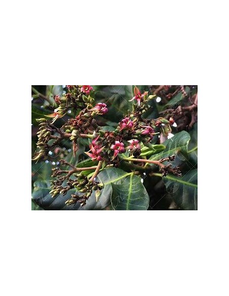 10 SEEDS OF RED CASHEW (ANACARDIUM OCCIDENTALE)