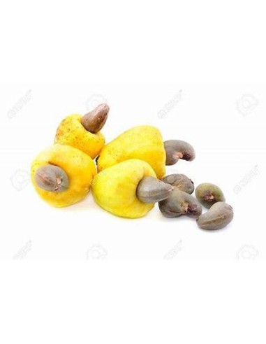 10 SEEDS OF YELLOW STAR ANACARDIUM (ANACARDIUM OCCIDENTALE)