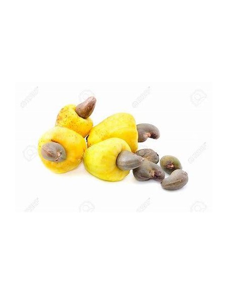 10 SEEDS OF YELLOW STAR ANACARDIUM (ANACARDIUM OCCIDENTALE)