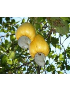 10 SEEDS OF YELLOW STAR... 2