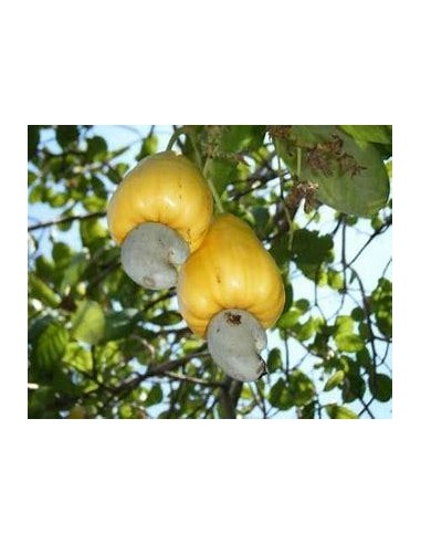 10 SEEDS OF YELLOW STAR ANACARDIUM (ANACARDIUM...