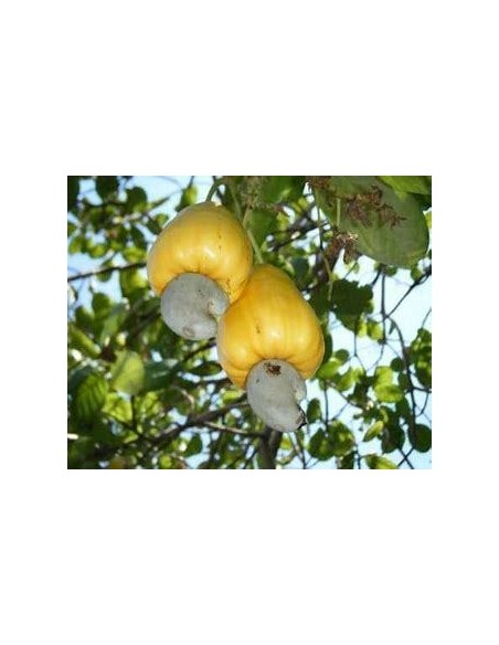 10 SEEDS OF YELLOW STAR ANACARDIUM (ANACARDIUM OCCIDENTALE)