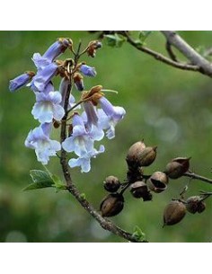 100 SEEDS OF "KIRI"...