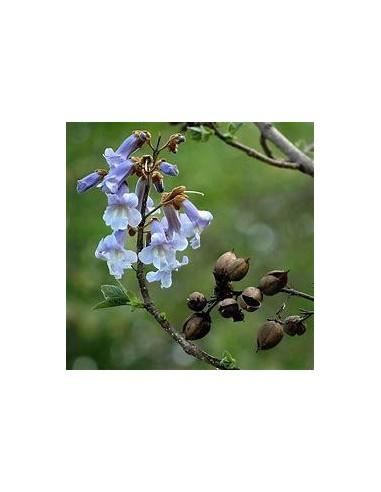 100 SEEDS OF "KIRI" PAULOWNIA TOMENTOSA" ORIGINAL STRAIN KIRI IN MEXICO WHOLESALE