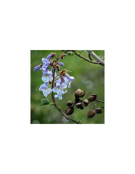 100 SEMILLAS DE "KIRI" PAULOWNIA TOMENTOSA" ORIGINAL STRAIN KIRI EN MEXICO MAYOREO