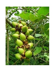 100 SEEDS OF "KIRI"... 2