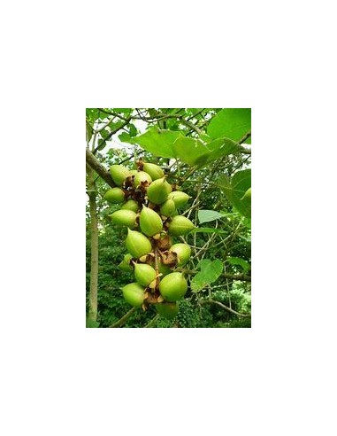 100 SEMILLAS DE "KIRI" PAULOWNIA TOMENTOSA"...