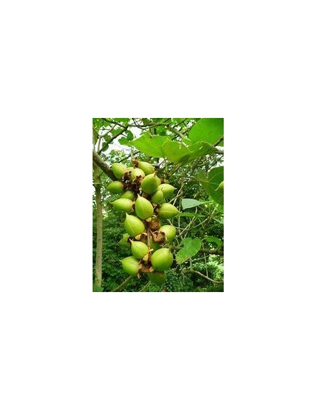 100 SEMILLAS DE "KIRI" PAULOWNIA TOMENTOSA" ORIGINAL STRAIN KIRI EN MEXICO MAYOREO