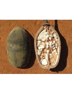 10 SEMILLAS DE BAOBAB...