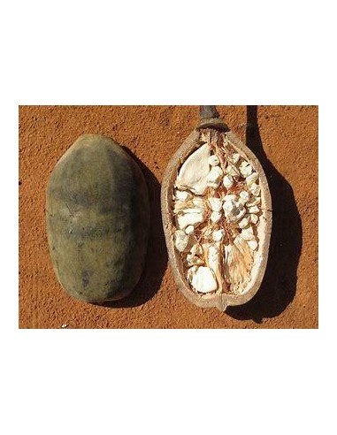 10 SEEDS OF BAOBAB (ADANSONIA GRANDIDIERI) BAOBAB MEXICO BUY ONLINE