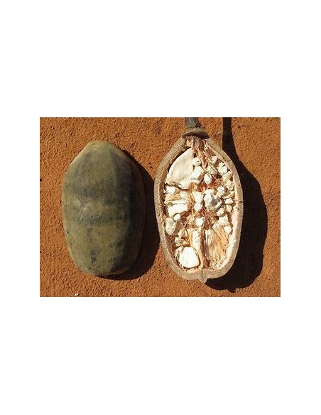 10 SEEDS OF BAOBAB (ADANSONIA GRANDIDIERI) BAOBAB MEXICO BUY ONLINE