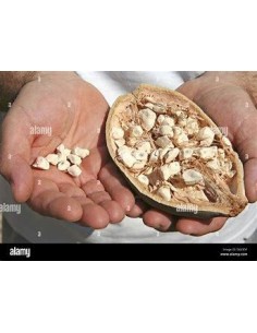 10 SEEDS OF BAOBAB... 2