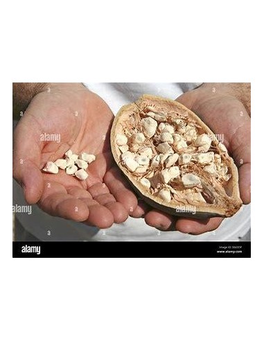 10 SEEDS OF BAOBAB (ADANSONIA GRANDIDIERI)...