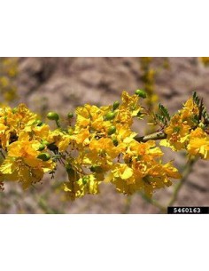 1 Palo verde (Parkinsonia...