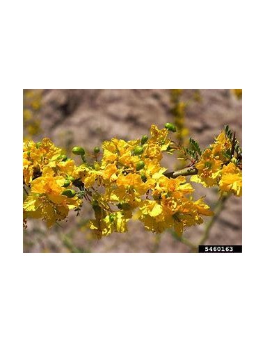 1 arbolito de Palo verde (Parkinsonia aculeata) Corteza verde flores amarillas