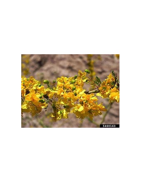 1 arbolito de Palo verde (Parkinsonia aculeata) Corteza verde flores amarillas